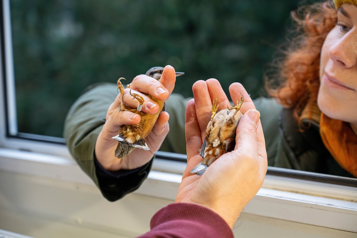 Eurasian Nuthatch - ML646449458