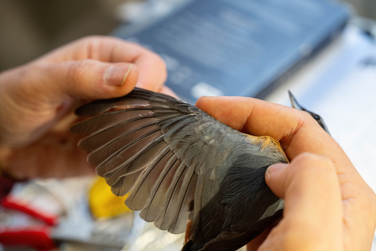 Eurasian Nuthatch - ML646449459