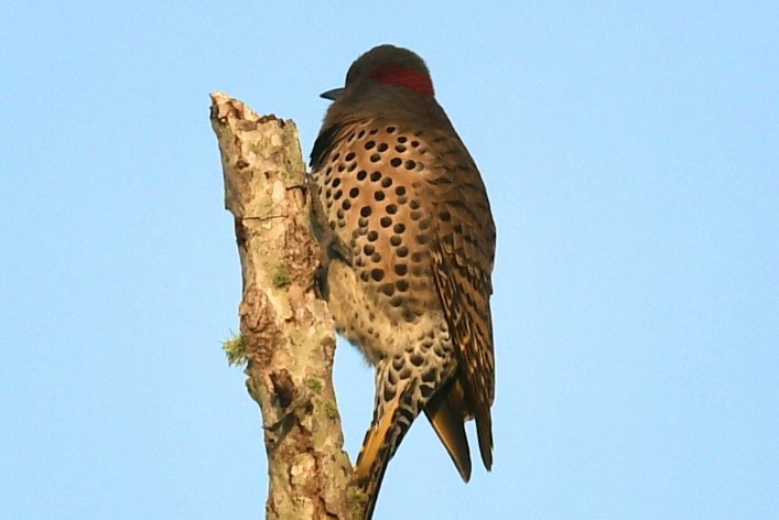 datel zlatý - ML646449460