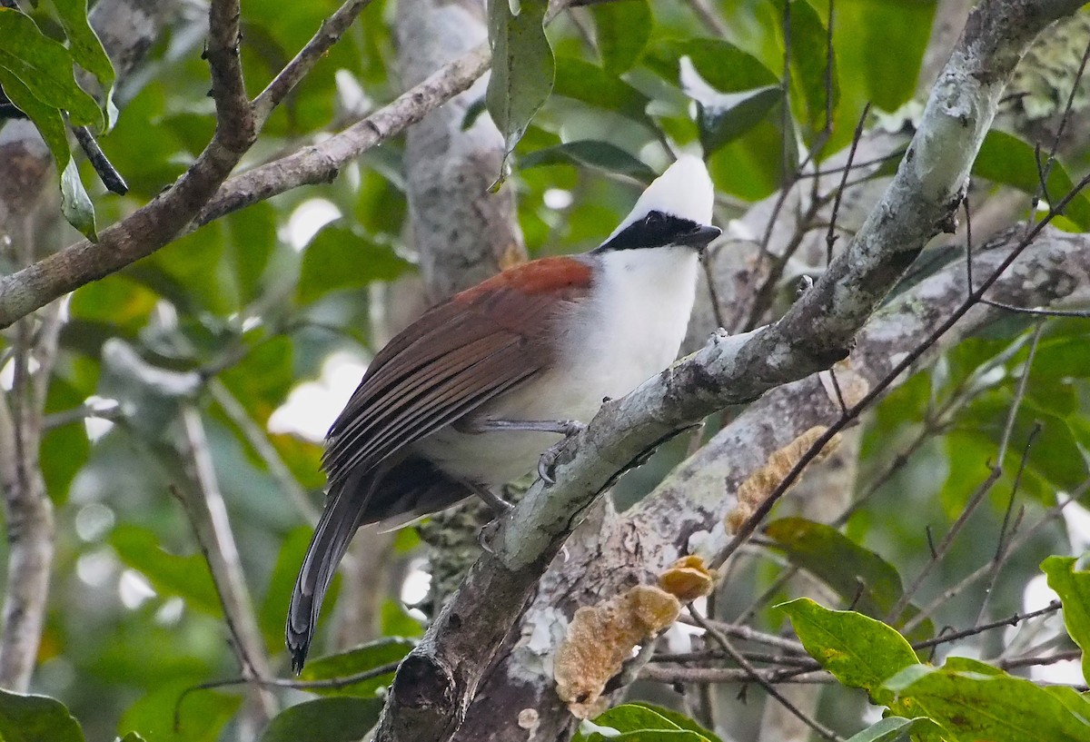 White-crested Laughingthrush - ML646449463