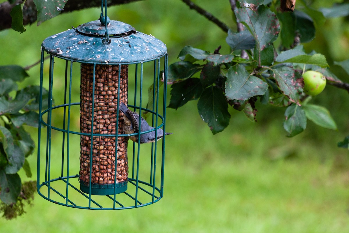Eurasian Nuthatch - ML646449470