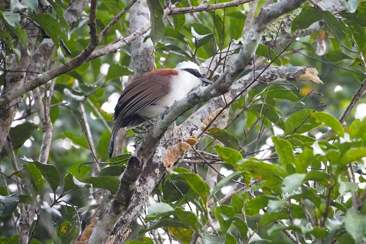 White-crested Laughingthrush - ML646449471
