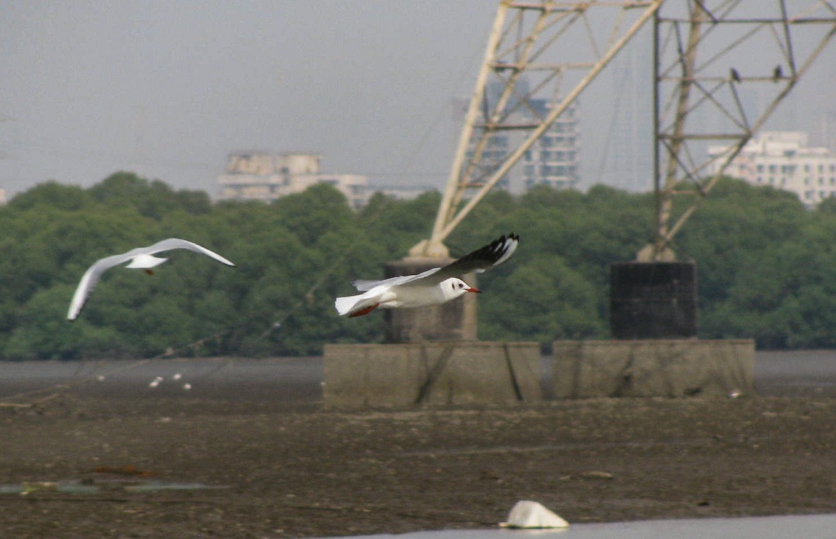 Black-headed Gull - ML646449472