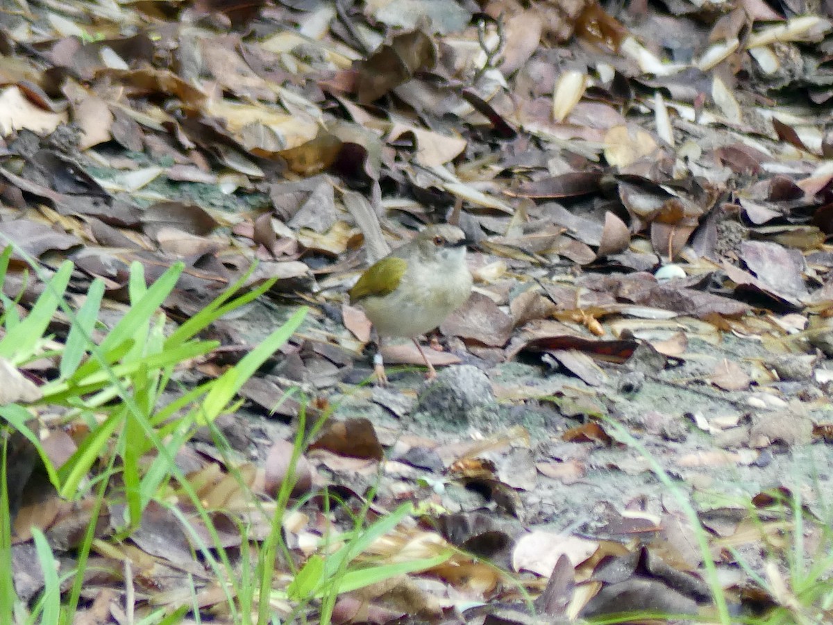 Green-backed Camaroptera (Gray-backed) - ML646449473