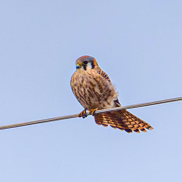 Воробьиная пустельга - ML646449475