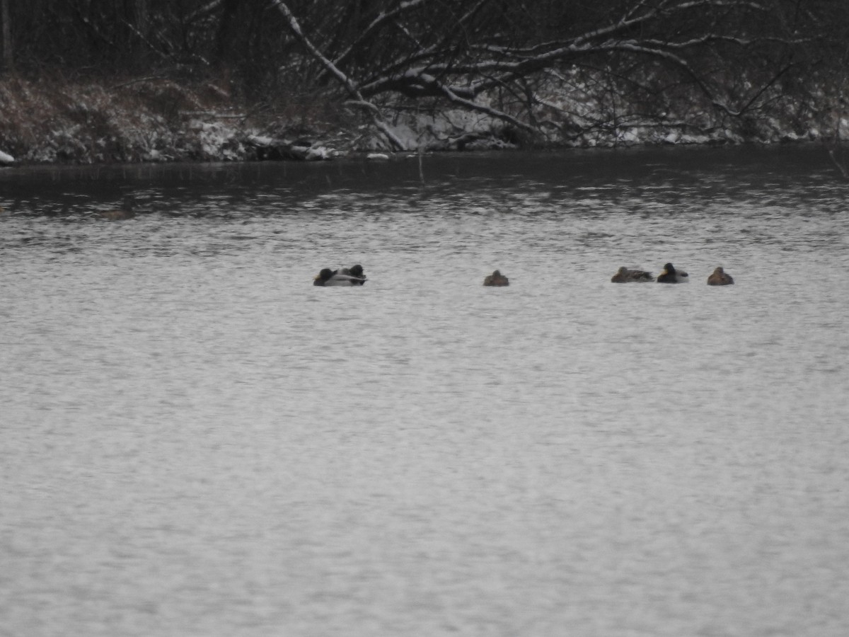 綠頭鴨 - ML646449477