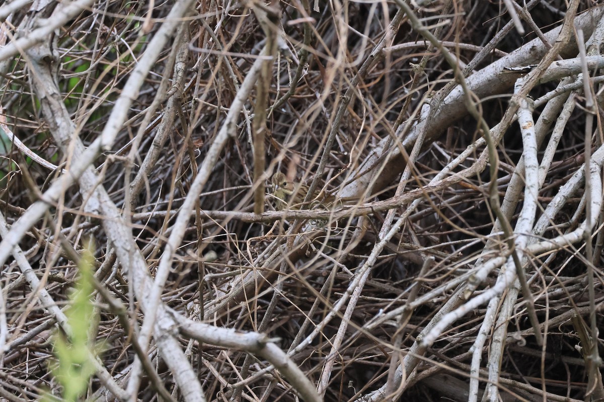 Black-faced Bunting - ML646449480