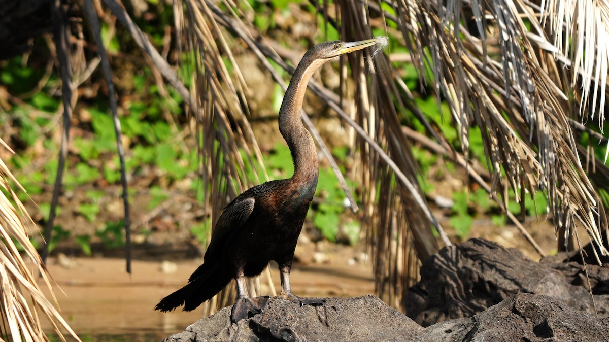 Afrika-Schlangenhalsvogel - ML646449481