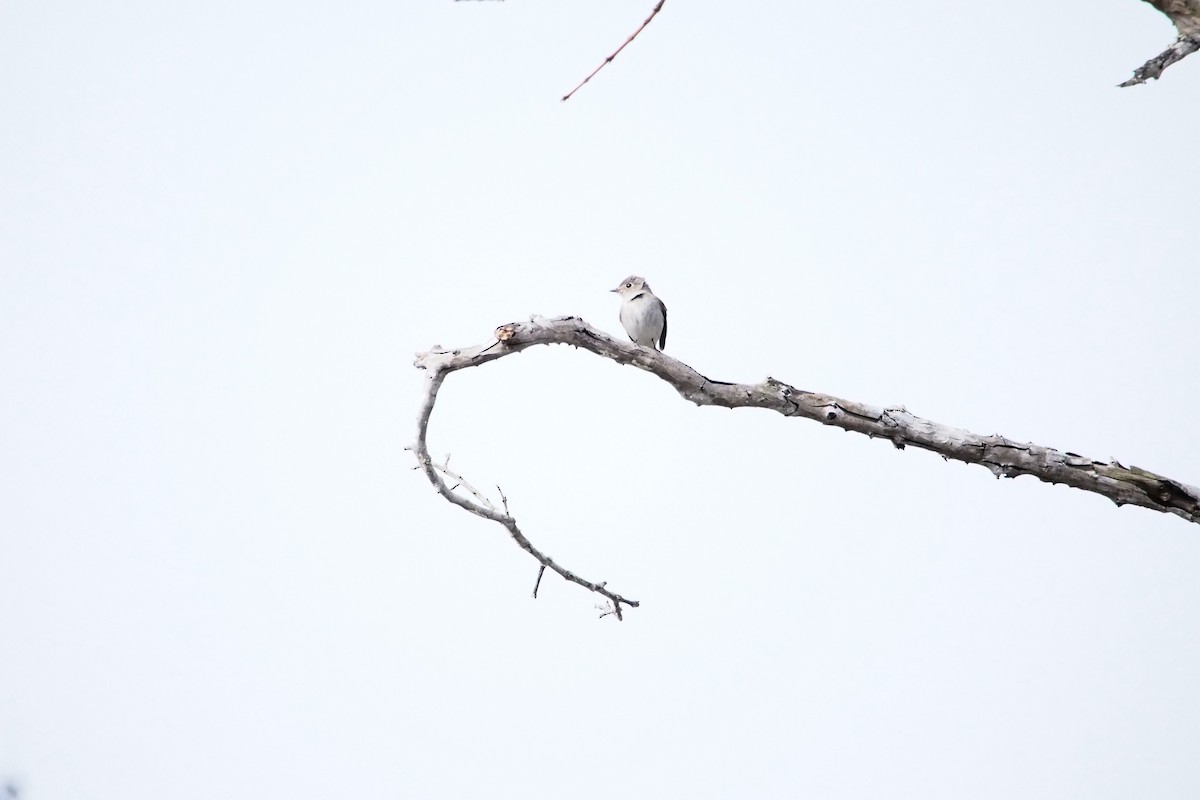 Asian Brown Flycatcher - ML646449482