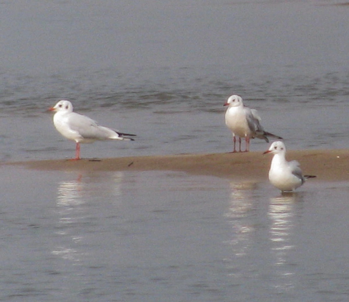 Brown-headed Gull - ML646449483