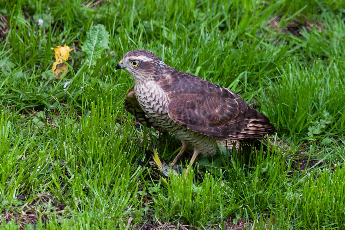 krahujec obecný - ML646449485