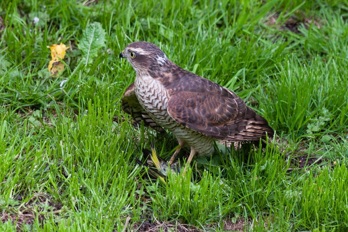 krahujec obecný - ML646449486