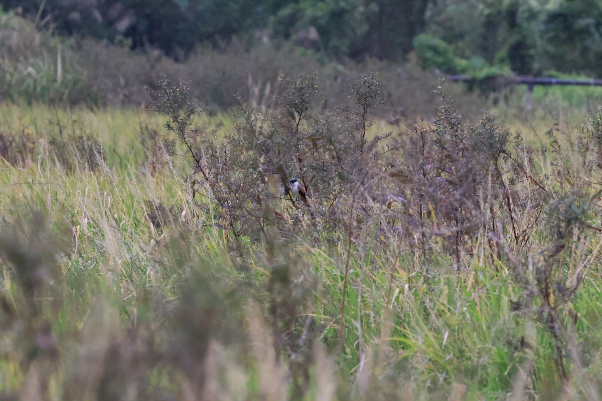 Long-tailed Shrike - ML646449487