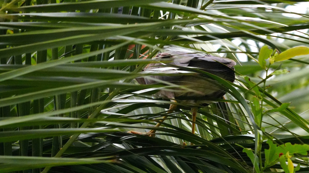 Weißrückenreiher - ML646449488