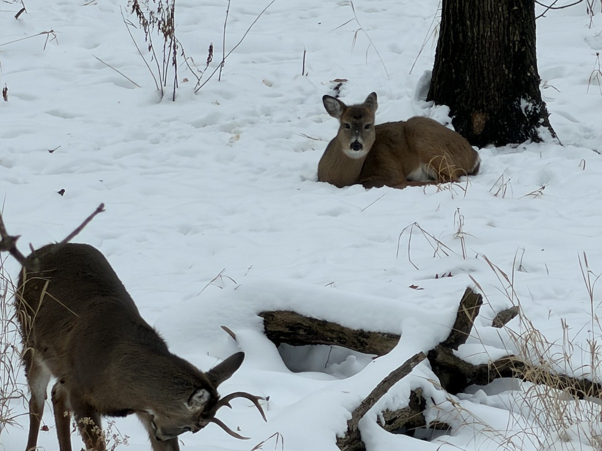 Animals - ML646449489