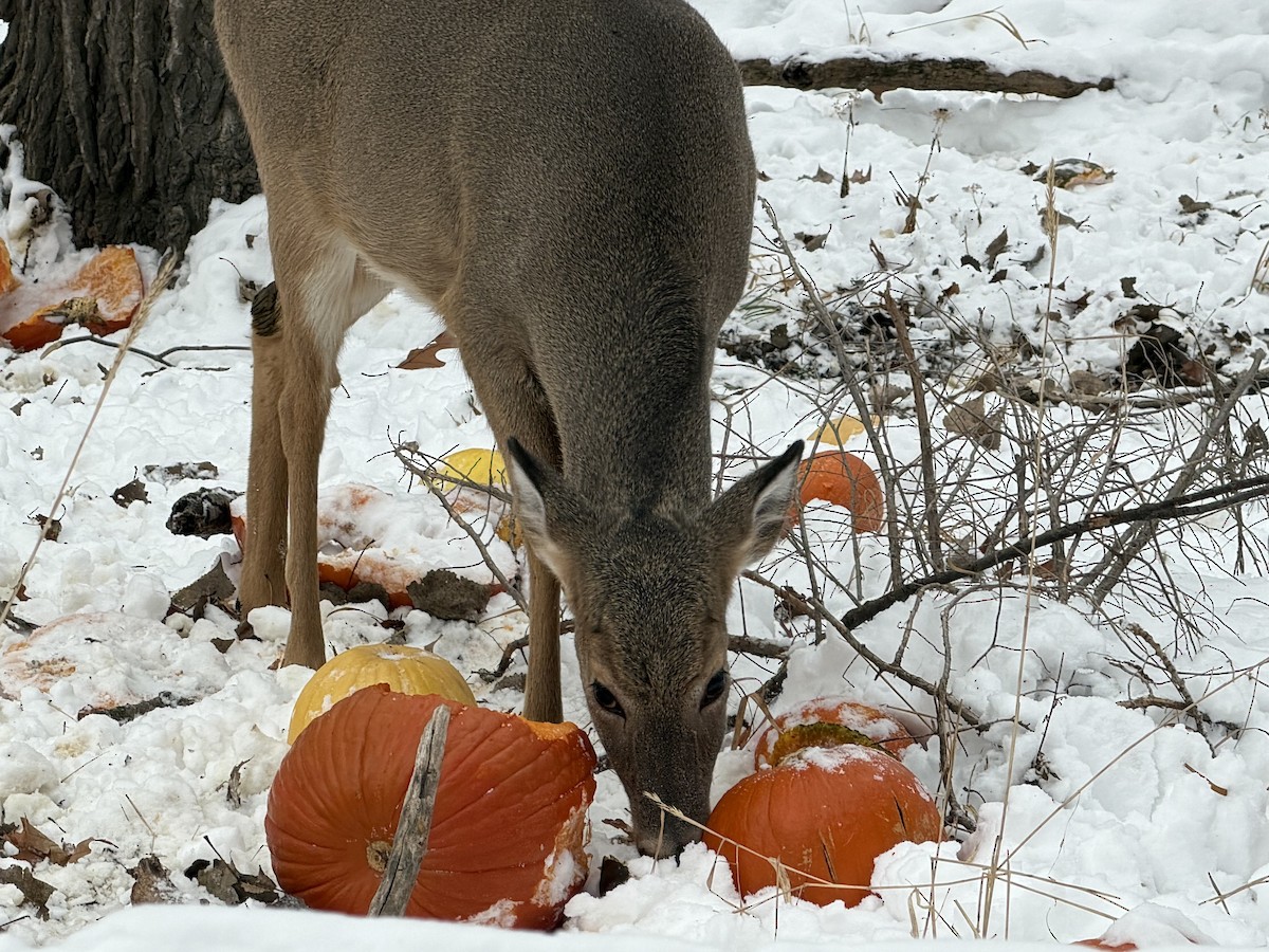 Animals - ML646449490