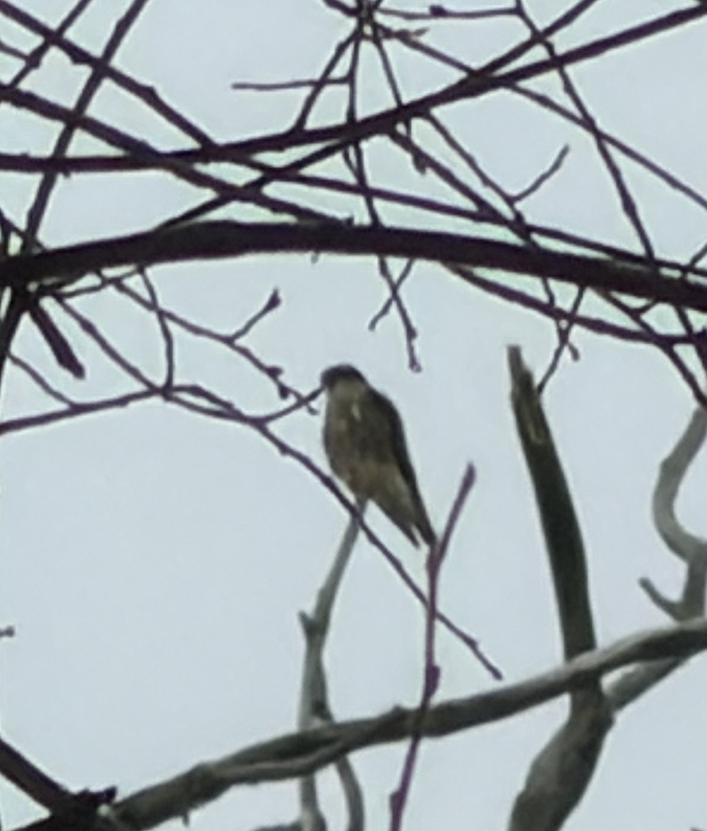 Merlin - ML646449491