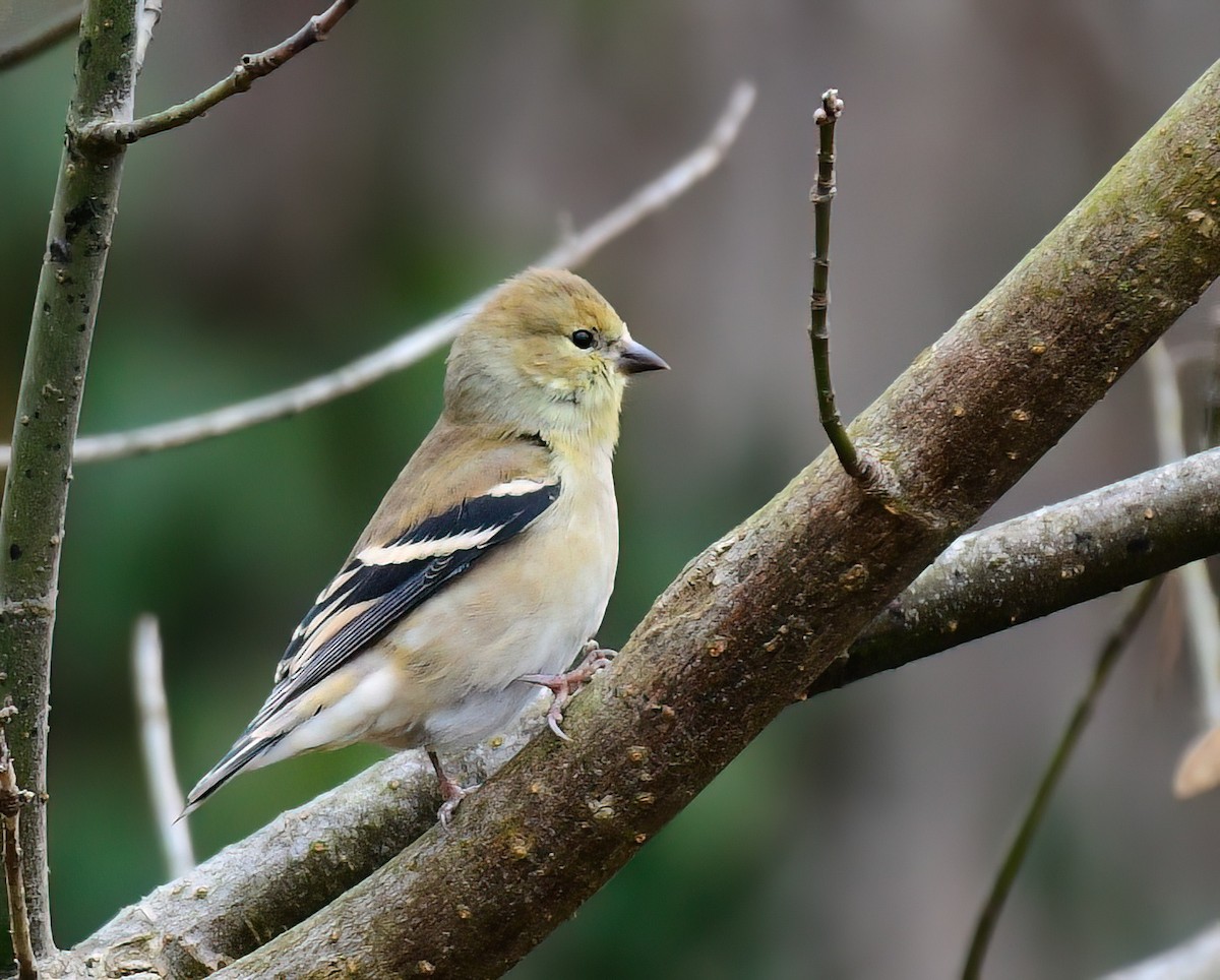 American Goldfinch - ML646449492