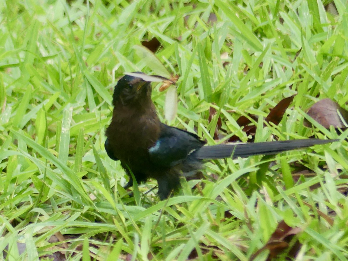 Common Scimitarbill - ML646449494