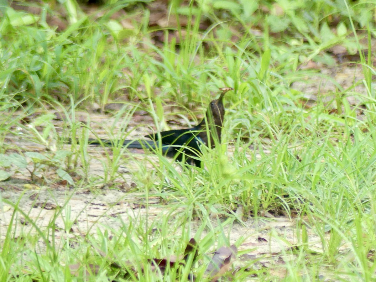 Common Scimitarbill - ML646449495