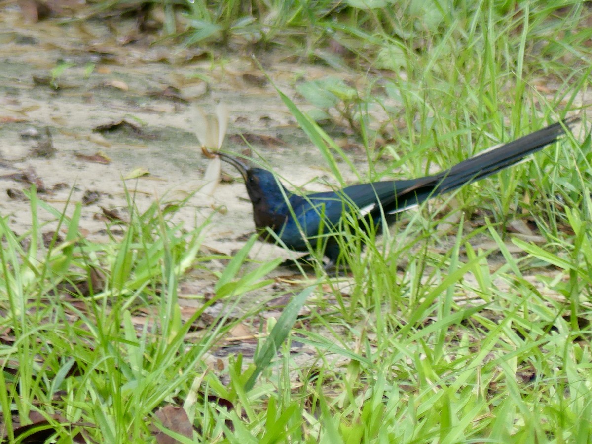 Common Scimitarbill - ML646449496