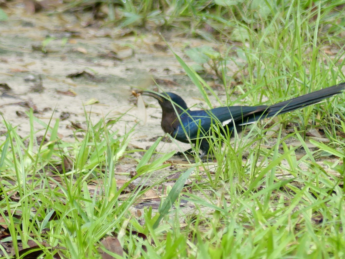 Common Scimitarbill - ML646449497