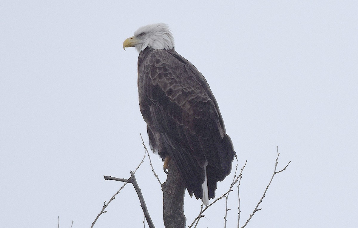 Bald Eagle - ML646449498