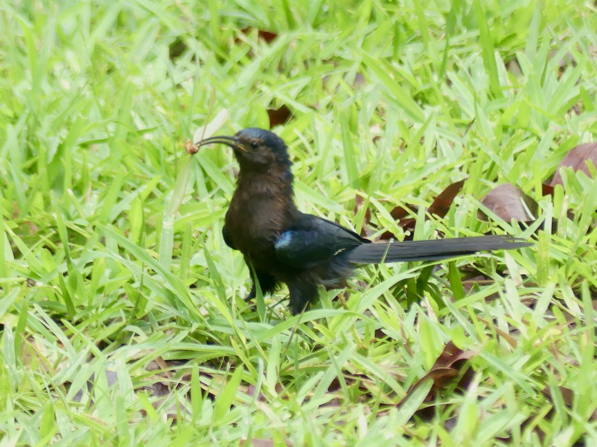 Common Scimitarbill - ML646449499