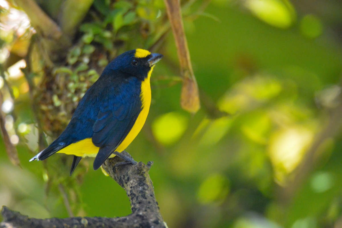 キノドスミレフウキンチョウ - ML646449500