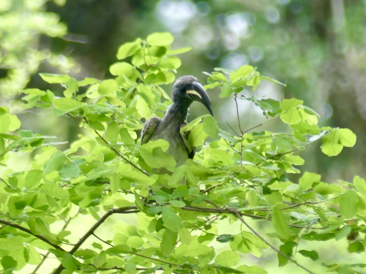 African Gray Hornbill - ML646449503