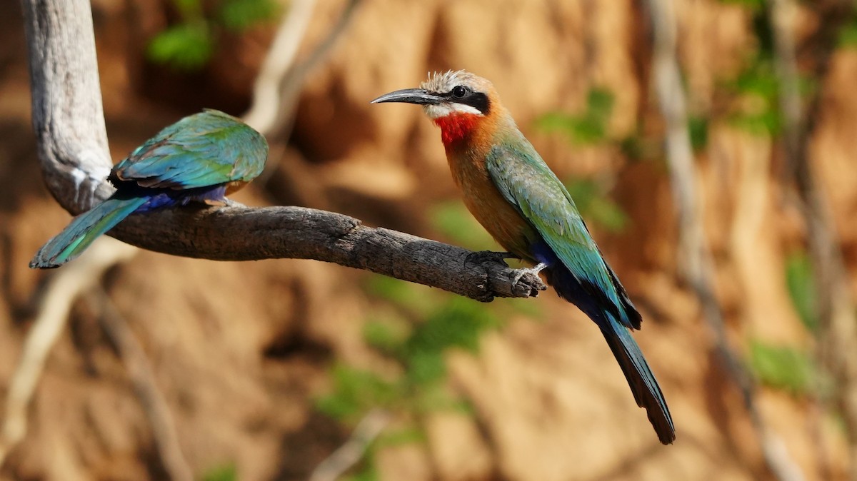 Weißstirnspint - ML646449504