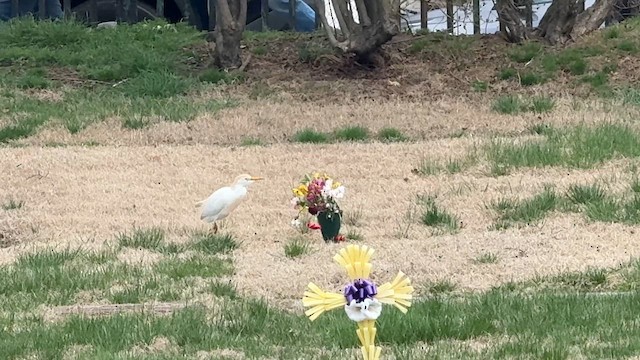 Египетская цапля - ML646449506