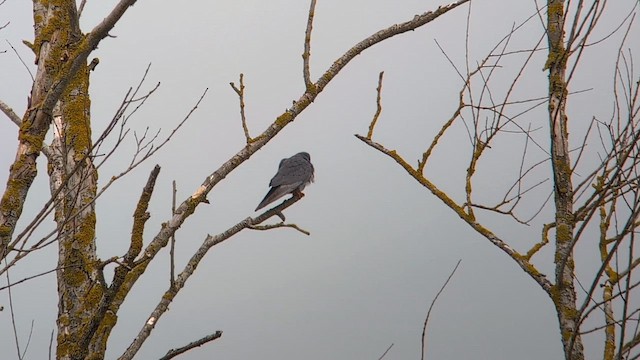 Red-footed Falcon - ML646449507