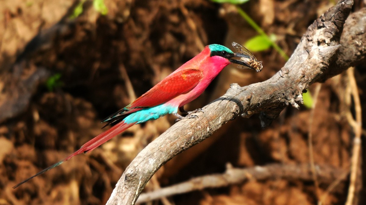 Karminspint - ML646449508