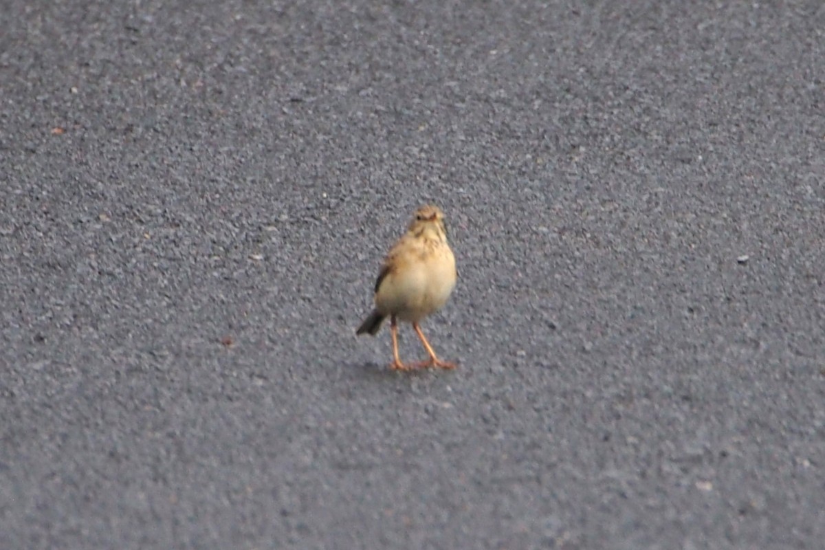 Richard's Pipit - ML646449509