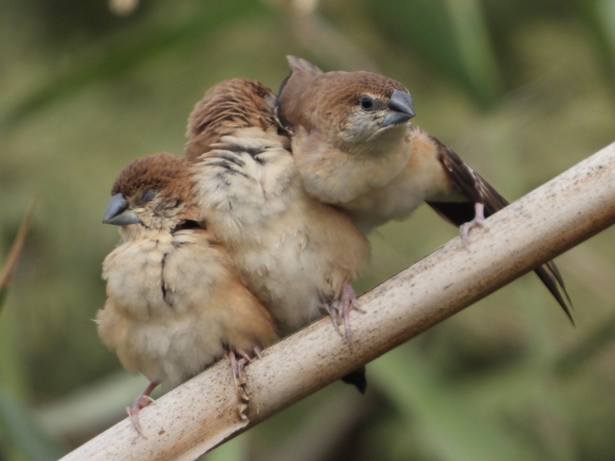 白喉文鳥 - ML646449511