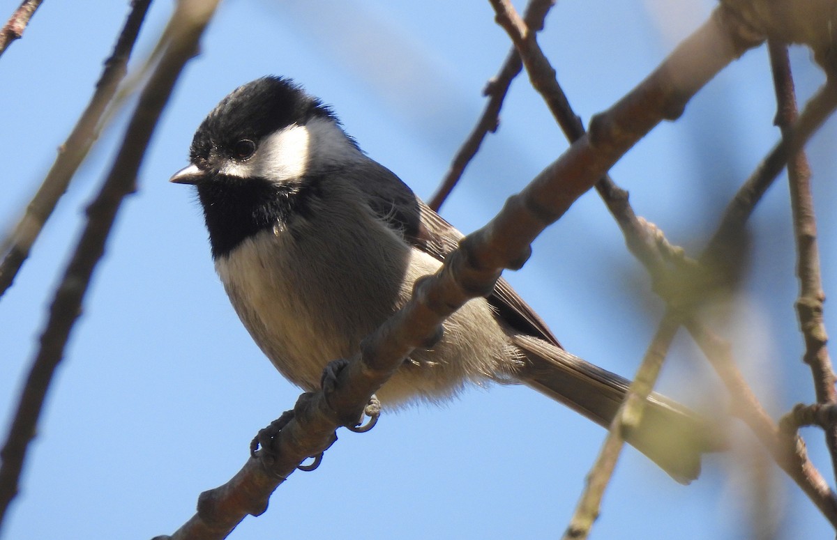 Mexican Chickadee - ML646449512