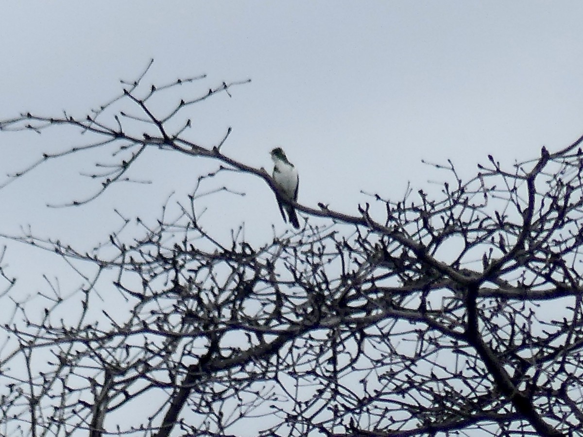 Klaas's Cuckoo - ML646449513