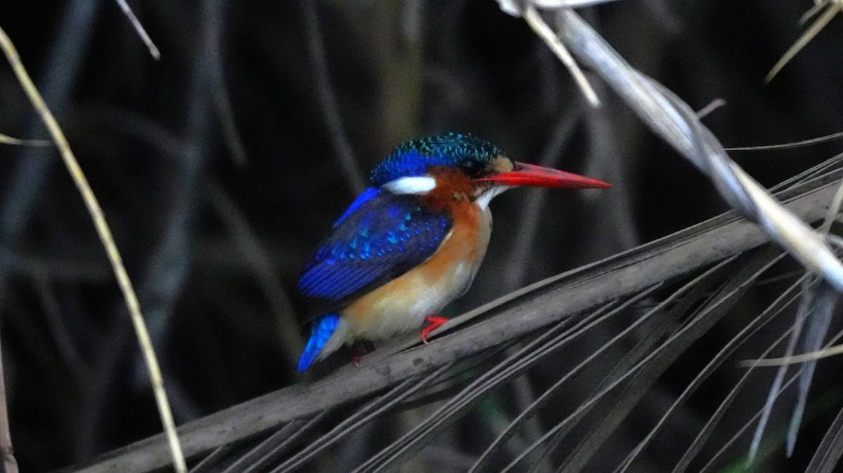 Haubenzwergfischer - ML646449514