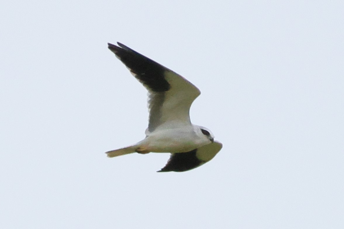Black-winged Kite - ML646449520