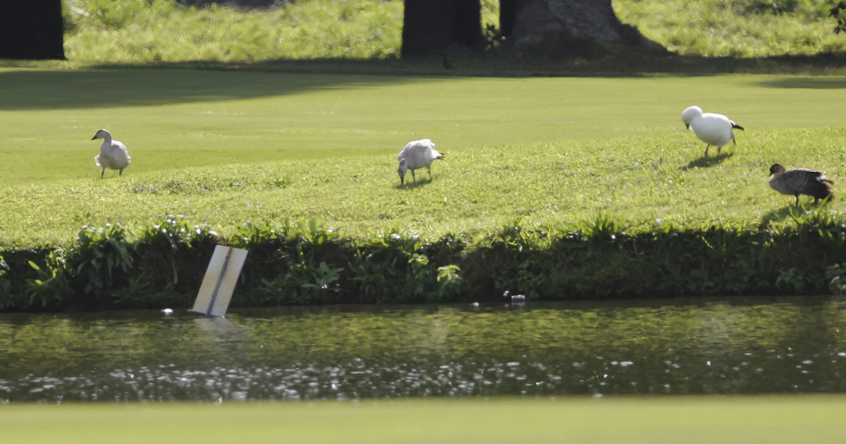 husa sněžní - ML646449522