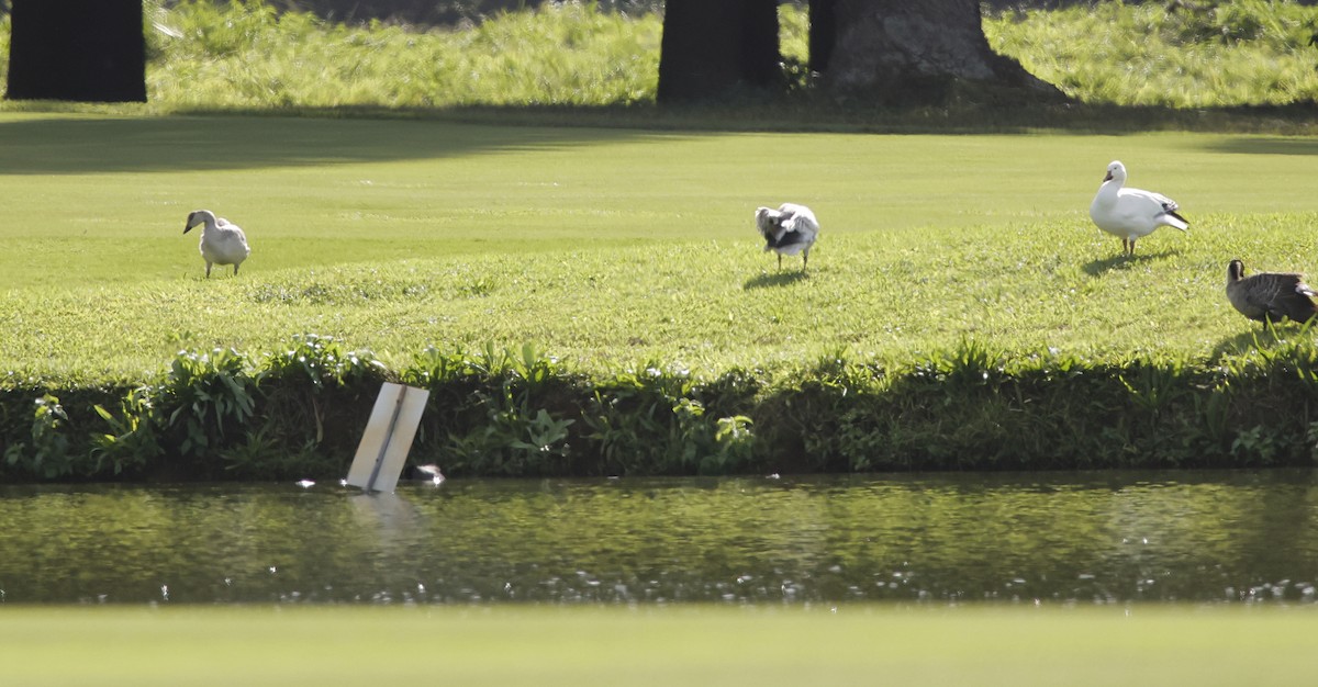 husa sněžní - ML646449523