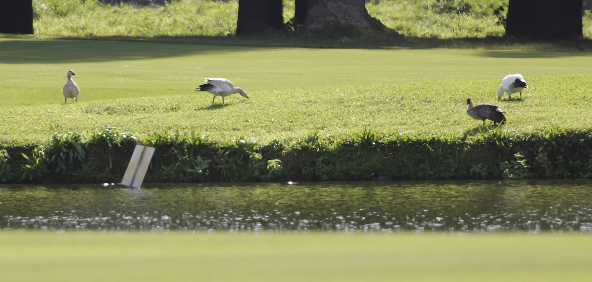 husa sněžní - ML646449524