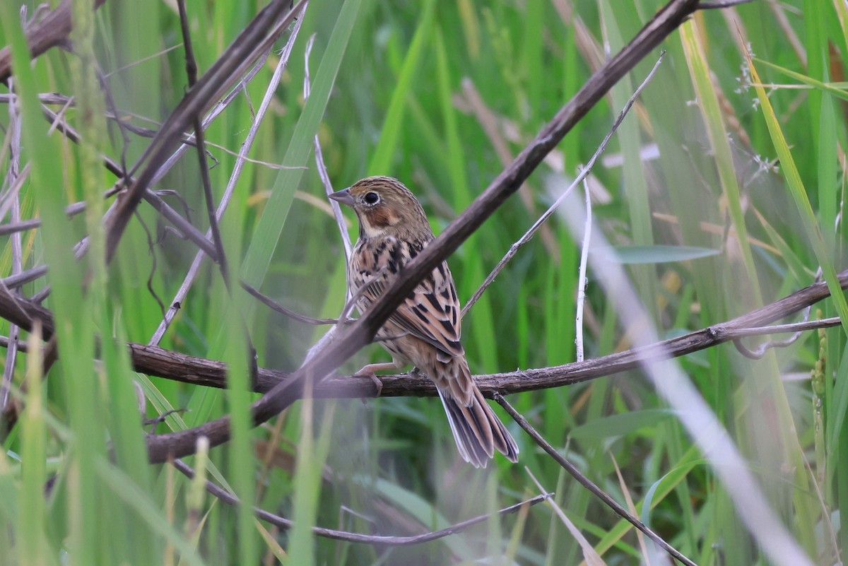 Chestnut-eared Bunting - ML646449526