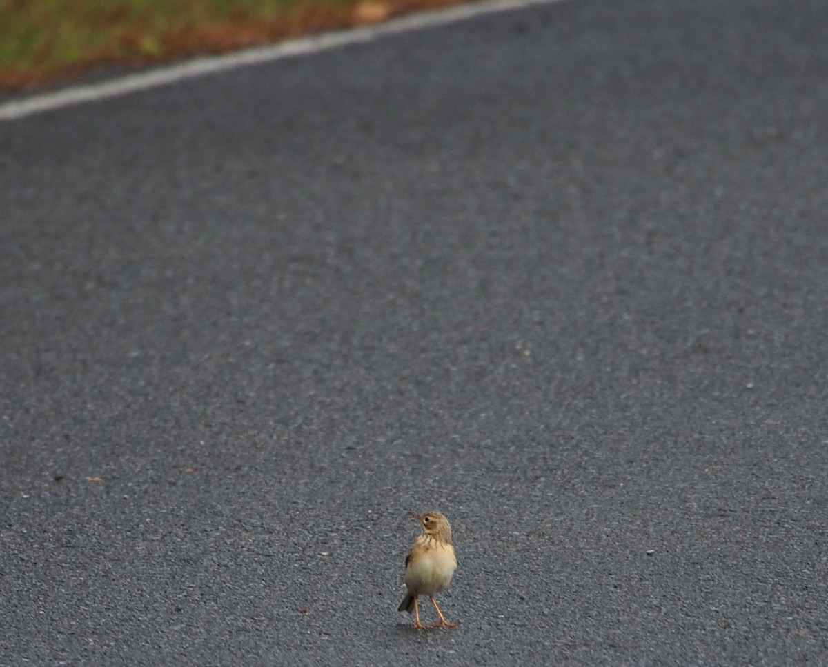 Richard's Pipit - ML646449527