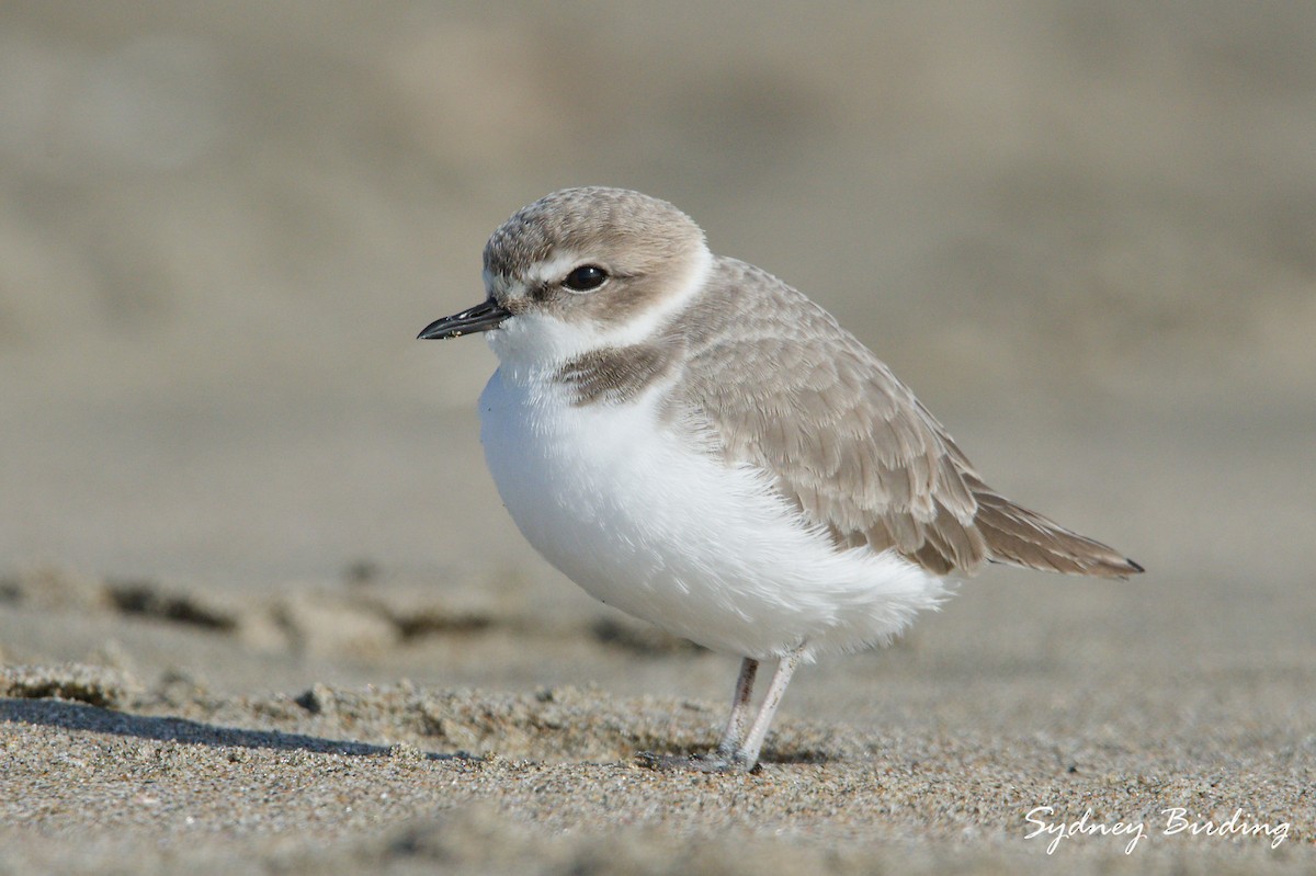Snowy Plover - ML646449530