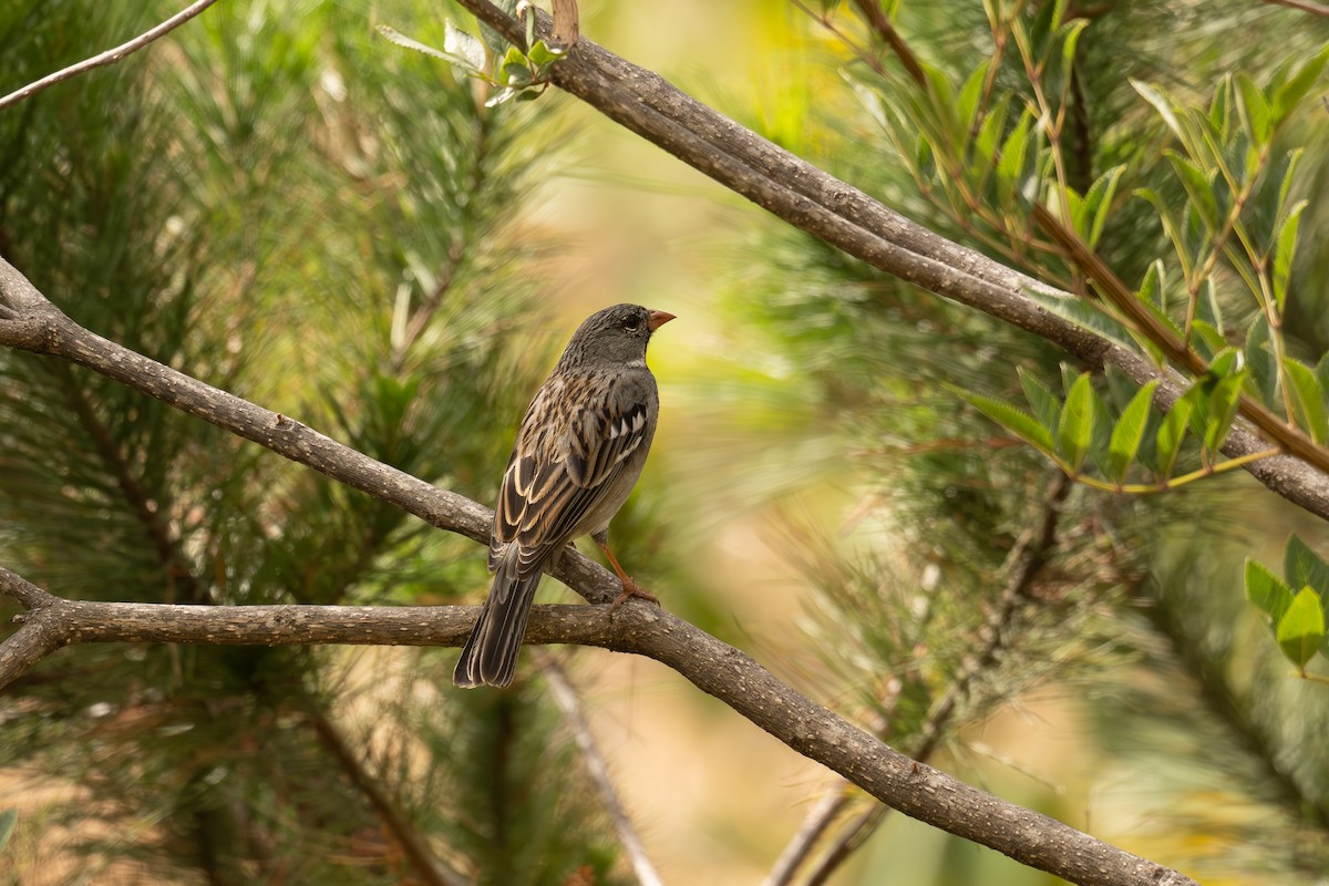 Вівсянчик великий - ML646449541
