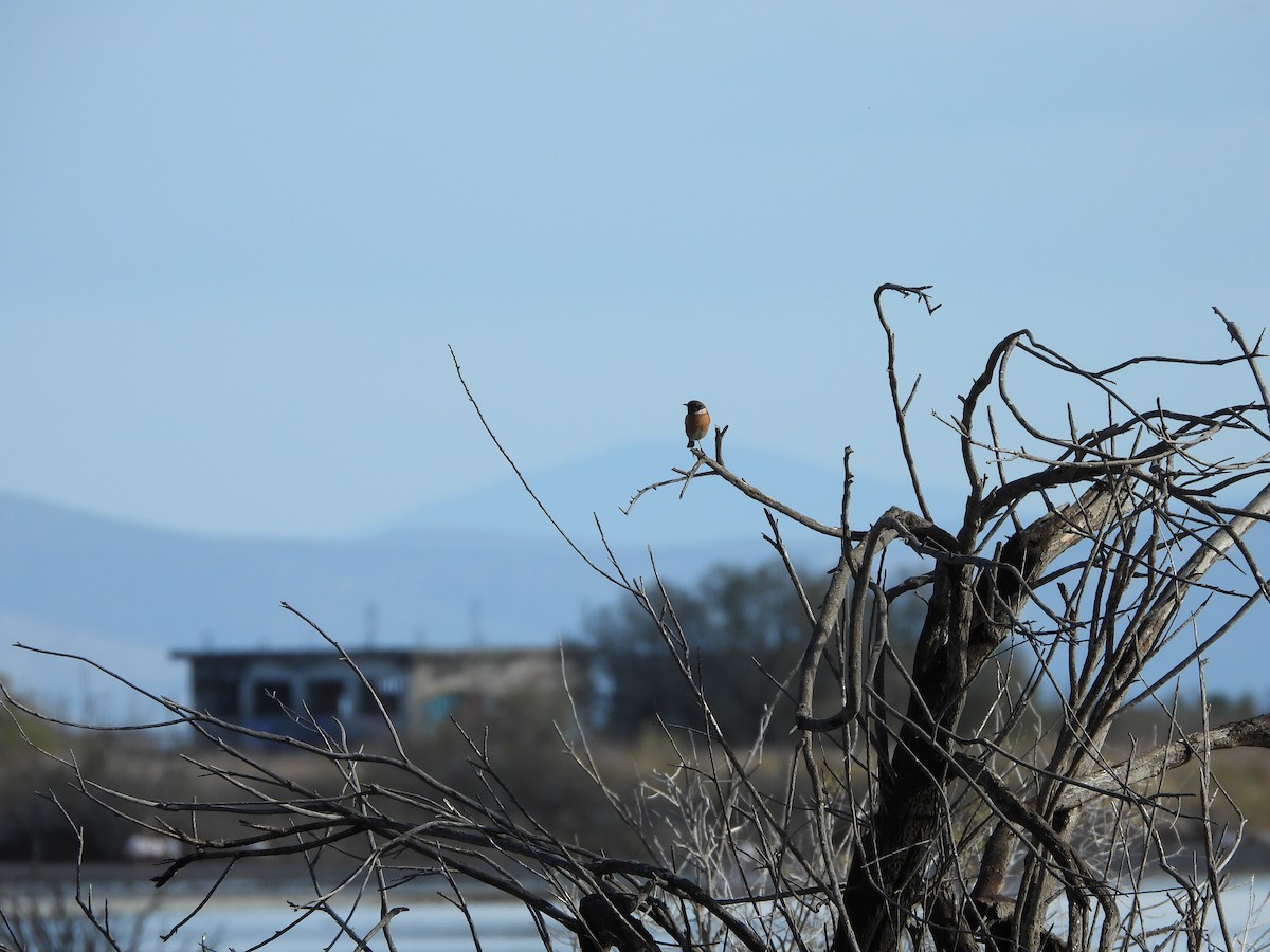 European Stonechat - ML646449542