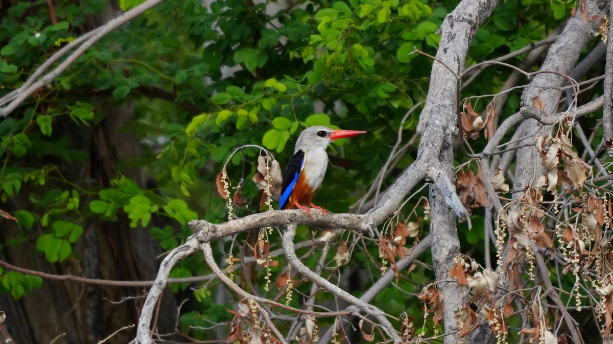 Graukopfliest - ML646449543