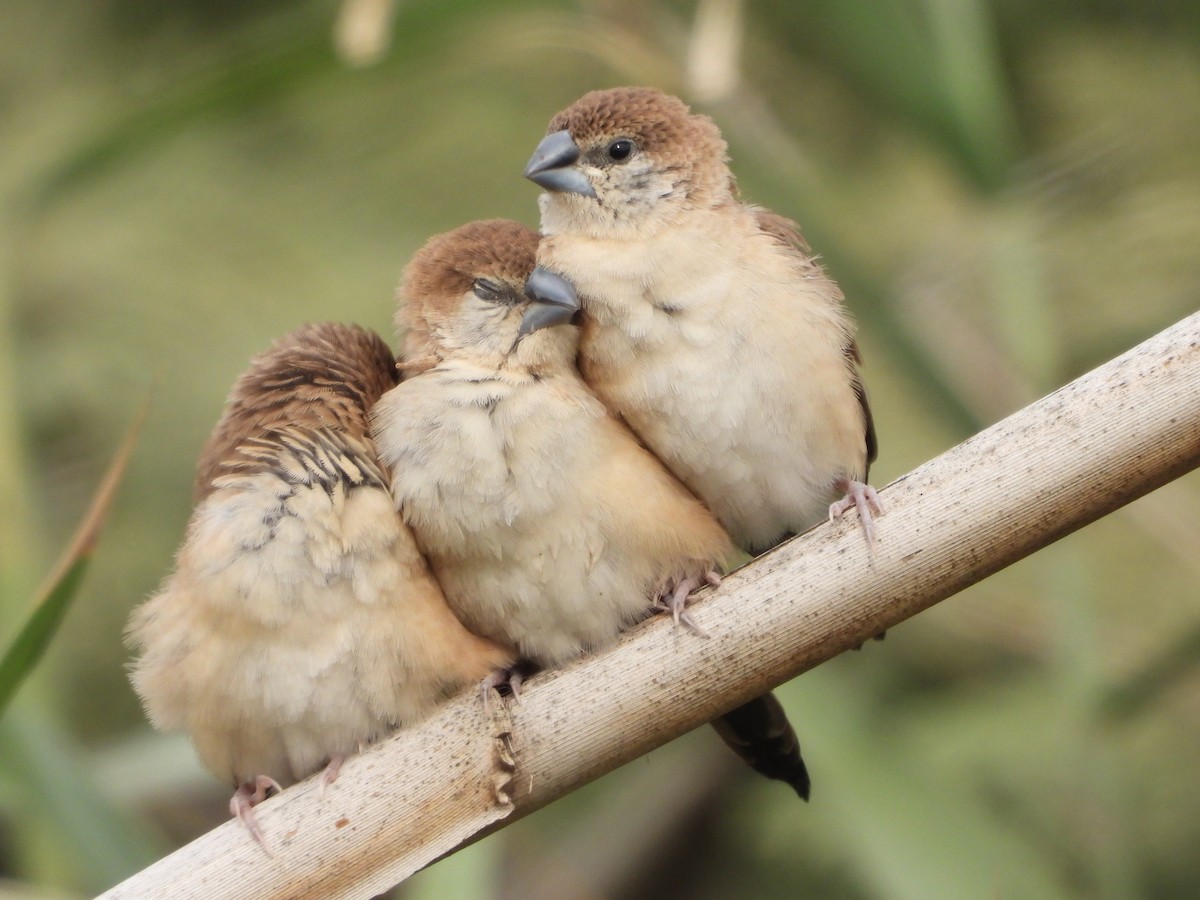 Indian Silverbill - ML646449544